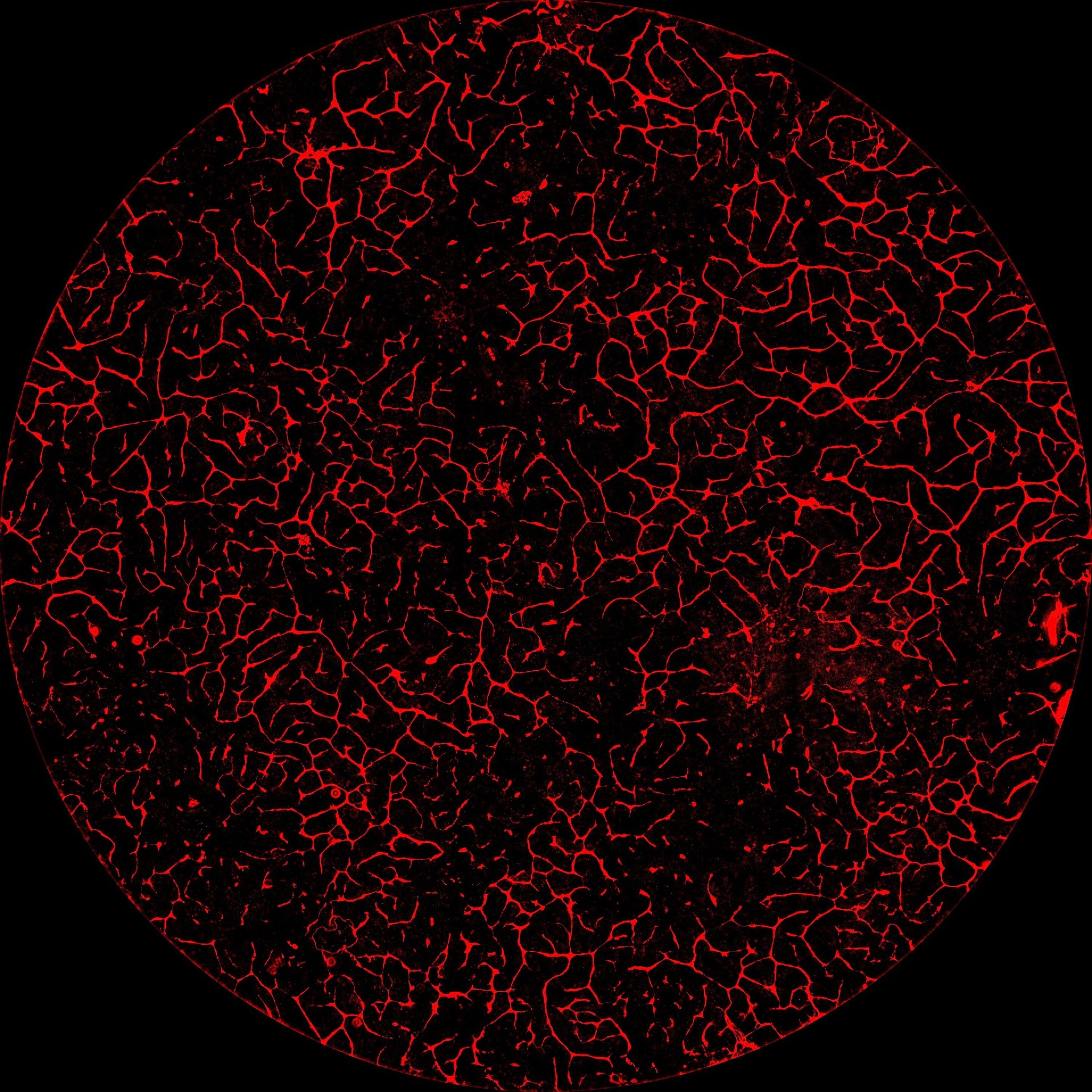 ba629739668cc4423f25d8da64037a84_g-QC8BrVTSWsrx82_EQhOg_k=1606878288000.jpg